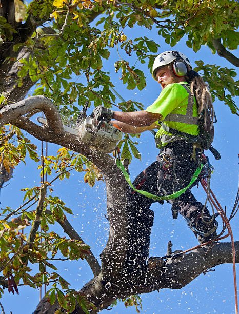 best tree service near me
