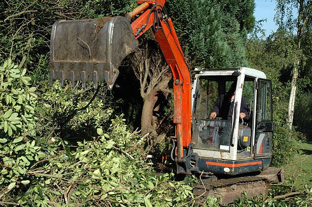 tree clearance in tauranga