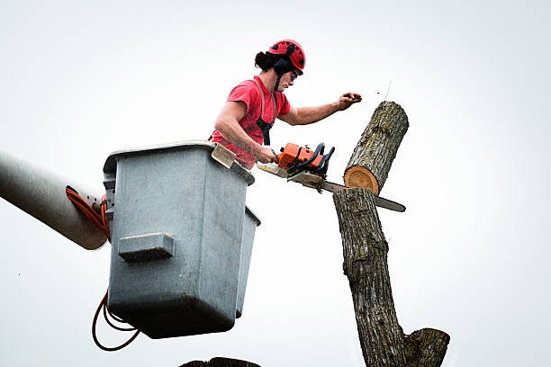 tree removal in tauranga