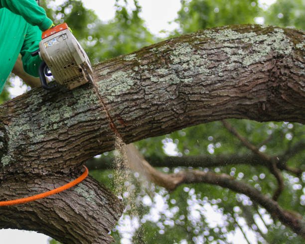 tree removal tauranga